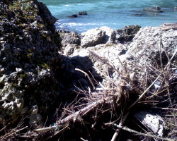 Schwemmholz an der Salzach